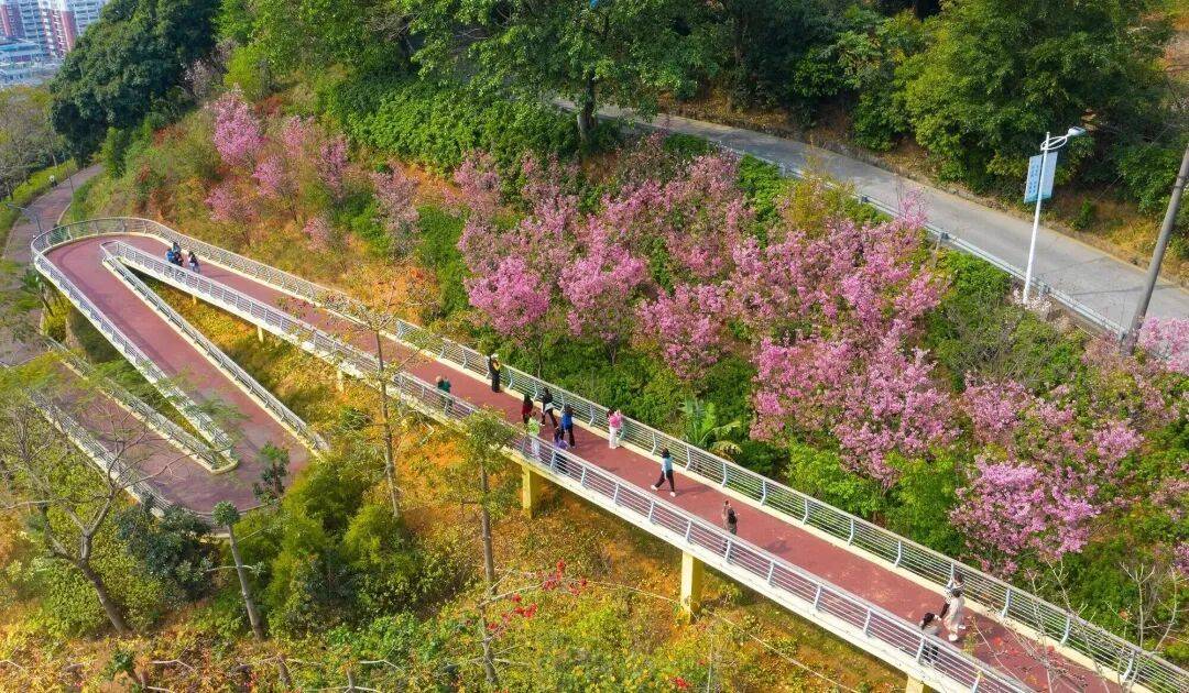 收藏！泉州春日賞花去哪里？花期+地址全攻略