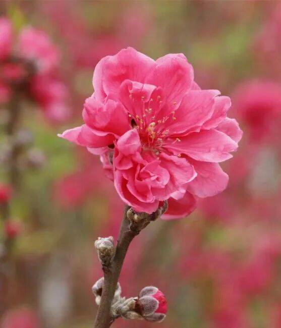 收藏！泉州春日賞花去哪里？花期+地址全攻略