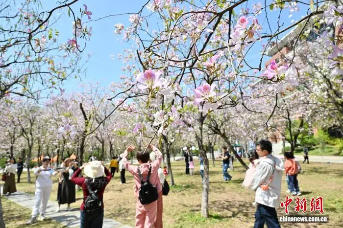 廣州：華南農(nóng)業(yè)大學(xué)宮粉紫荊盛放
